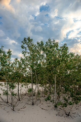 Sunset over the sand quary. Red sun over the trees . Sand beach with trees . Summer evening . Tree and orange sun . Trees stand on the sand beach