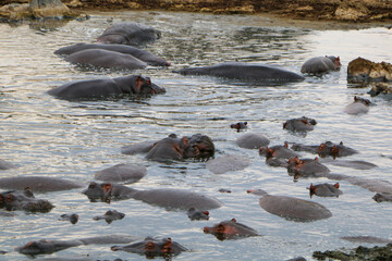 hippopotamus in pond