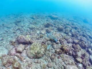 ゆったり泳ぐ美しく大きなアオウミガメ（ウミガメ科）。

日本国静岡県伊豆半島賀茂郡南伊豆町中木から渡し船で渡るヒリゾ浜にて。
2022年夏水中撮影。

The Beautiful and large green sea turtle (Chelonia mydas, family Turtles) swims leisurely. 

Hirizohama beach, by ferry from