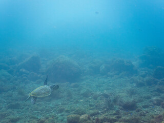 Fototapeta premium ゆったり泳ぐ美しく大きなアオウミガメ（ウミガメ科）。日本国静岡県伊豆半島賀茂郡南伊豆町中木から渡し船で渡るヒリゾ浜にて。 2022年夏水中撮影。The Beautiful and large green sea turtle (Chelonia mydas, family Turtles) swims leisurely.Hirizohama beach, by ferry from