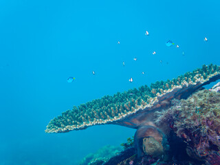 美しいテーブルサンゴと可愛いナンヨウハギ（ニザダイ科）、フタスジリュウキュウスズメダイ、ミツボシクロスズメダイ（スズメダイ科）他の幼魚の群れ。

日本国静岡県伊豆半島賀茂郡南伊豆町中木から渡し船で渡るヒリゾ浜にて。
2022年夏水中撮影。
juvenile Palette surgeonfish (Fragtail surgeonfish), Reticulated Dascyllus (Dasc
