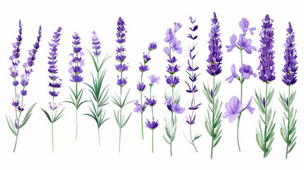 Naklejka premium Aesthetic watercolor of lavender flowers Delicate romantic pattern on a white background. Generative AI