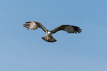 Balbuzard pêcheur, Pandion haliaetus, Western Osprey