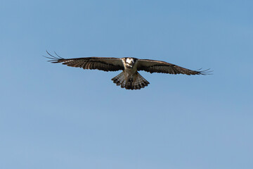 Balbuzard pêcheur, Pandion haliaetus, Western Osprey