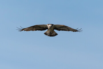 Balbuzard p&ecirc;cheur, Pandion haliaetus, Western Osprey