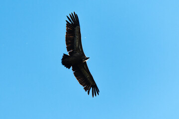 Vautour fauve,.Gyps fulvus, Griffon Vulture, Parc naturel régional des grands causses 48, Lozere, France