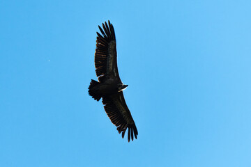 Vautour fauve,.Gyps fulvus, Griffon Vulture, Parc naturel régional des grands causses 48, Lozere, France