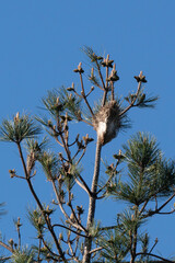 Chenilles procéssionnaires, Thaumetopoea processionea