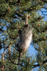 Naklejka premium Chenilles procéssionnaires, Thaumetopoea processionea