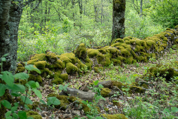 muret en pierre sèche, Rivière sur Tarn, 12, Aveyron, Parc naturel régional des Grands Causses,...