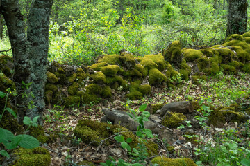 muret en pierre sèche, Rivière sur Tarn, 12, Aveyron, Parc naturel régional des Grands Causses,...