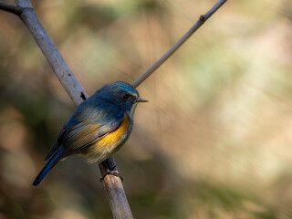 森の中で枝に留まってエサを探しているルリビタキの雄
