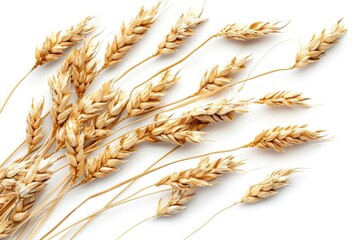 Golden wheat ears isolated on white background, showcasing natural agriculture products and organic grain harvest.