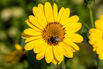 Close-up of a bumblebee (bombus) harvesting pollen on a a sunflower (helianthus annuus) in full bloom