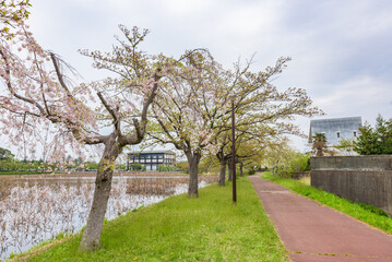 Cherry blossom trees in the Takada Castle Site Park, Japan's Top 100 Cherry Blossoms Sites, Niigata Prefecture, Japan