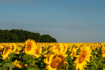 Obraz premium Field with sunflowers . Sunny day . Morning and evening. Sun and sunflower . 