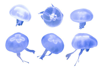 cutout of jellyfish isolated transparent png © NuFa Studio