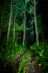 Forest at summer evening . Colors of summer . Green trees . Mystery trees in forest . Fog in forest . 