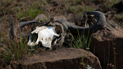 Skull of a wildebeest