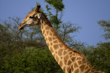 Giraffe in South Africa