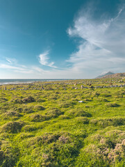 Green shrubs and stones along the ecovia on the north coast, a path used by pilgrims with the Santa Tecla Hill in the background. Moledo north of Portugal
