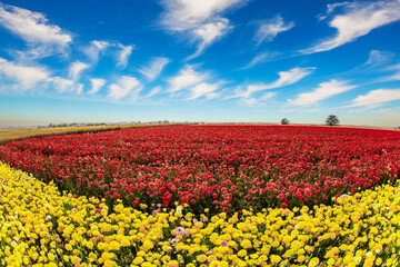 Picturesque fields of flowers.