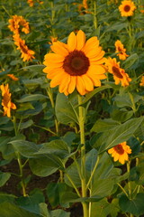 Field of sunflowers with the bright sunlight. Sunflower photos on the rear. Sunflowers are the flowers like sunny