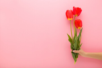 Young adult woman hand holding fresh beautiful red tulip flowers with green leaves on light pink...