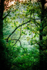 Jungle trees . Green forest . Jungle at morning . Fog in forest .Woods . Green summer colors . Jungle 