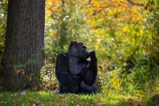 Gorilla allein auf der Wiese