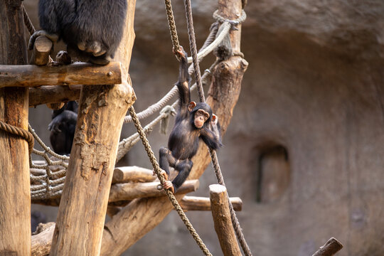 Junger Schimpanse beim Klettern im Tiergehege
