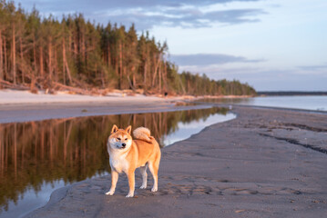 Red shiba inu dog is walking on the Baltic sea beach during the sunset