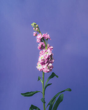 Pink Flowers on a Purple Background