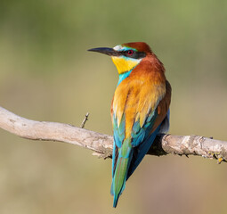 Obraz premium European bee-eater, merops apiaster. A bird sitting on a branch on a beautiful flat background