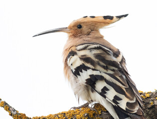 Eurasian hoopoe, Upupa epops. A bird sitting on a branch, on a white background, isolated, close-up