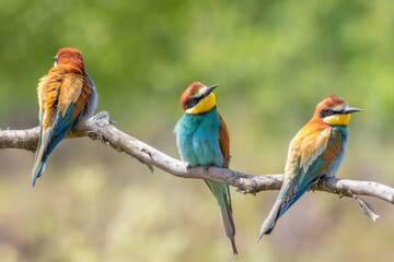 European bee-eater, merops apiaster. Three birds sitting on a branch on a beautiful flat background