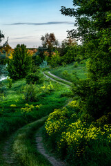 Fototapeta premium road in the forest