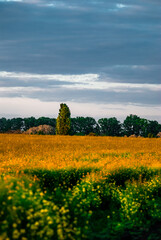 Obraz premium Summer on the field . Yellow field , grass on field . Sunset over the field . Orange sky . Clouds in sky . Summer sunset 