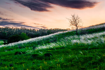 Summer landscape . Field and trees . Grass on field . Green summer woods . Sunset over the field and forest . Beautiful sky . 