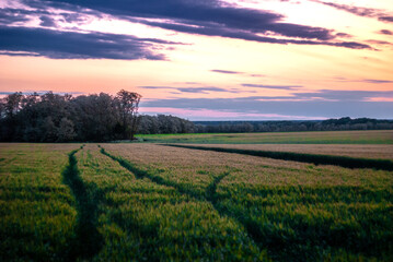 Summer landscape . Field and trees . Grass on field . Green summer woods . Sunset over the field and forest . Beautiful sky . 