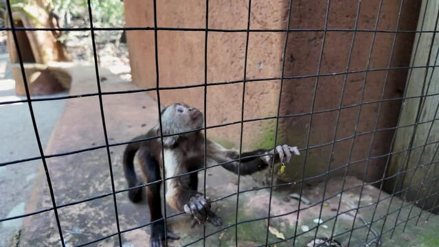 Monkey Sanctuary At Hartbeespoort In North West South Africa. African Animals Landscape. Wild Animals. Hartbeespoort At North West South Africa. Sanctuary Scenery. Scenic Wild Life.