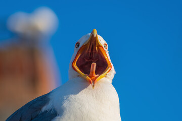 Seagull with open mouth close-up against blue sky and blurred structure. The gaze looks in front of him, the tongue and other structures of the oral cavity are visible, he screams, causes the male © Po