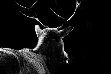 Cerf du père David