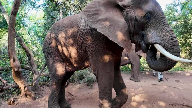 Elephant Sanctuary At Hartbeespoort In North West South Africa. African Animals Landscape. Wild Animals. Hartbeespoort At North West South Africa. Sanctuary Scenery. Scenic Wild Life.