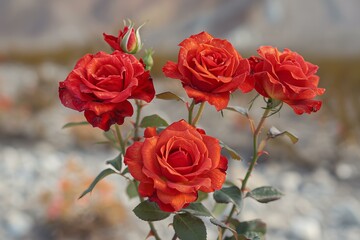 Blooming red roses in desert, high quality, high resolution