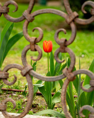 Red tulip seen from behind the fence.