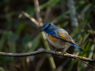 Naklejka premium 森の中で枝に留まっているルリビタキの雄