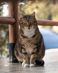Stray Cat Staring into the Camera