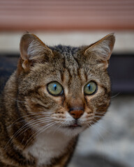 Stray Cat Staring into the Camera