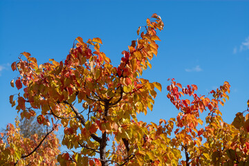 autumn leaves against blue sky
